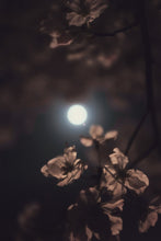 Load image into Gallery viewer, Midnight Moonflower Car Freshener