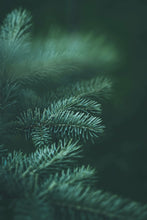 Load image into Gallery viewer, Fir Tree Car Freshener
