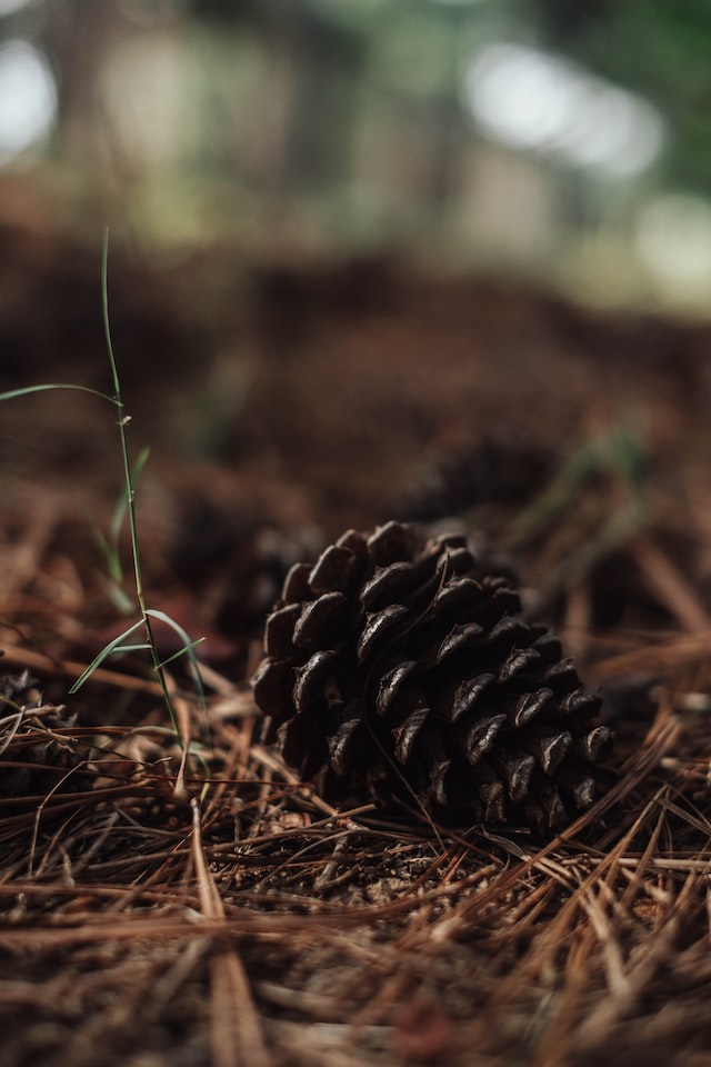 Pine Cone Forest Wax Melt